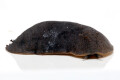Laevicaulis alte Malaysia adult